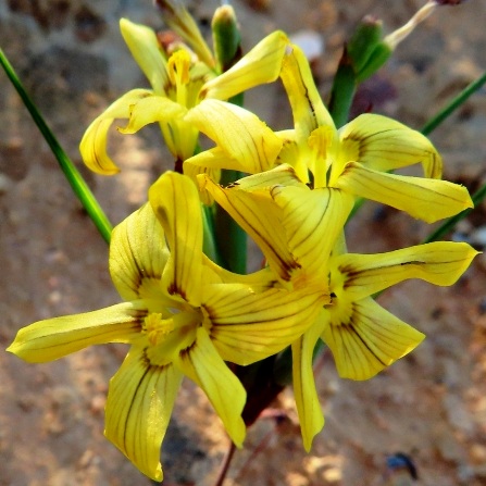 Moraea maximiliani (Homeria maximiliani) - 5 Seed Pack