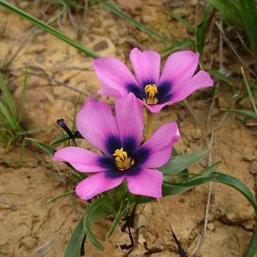 Moraea melanops - Blackeye Galaxy - 5 Seed Pack