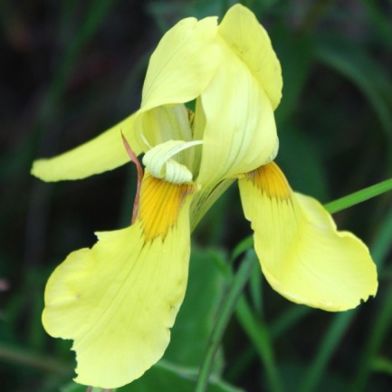 Moraea moggii var. moggii - 5 Seed Pack