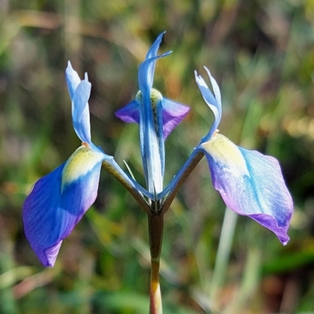 Moraea mutila (Iris tripetala) - 5 Seed Pack