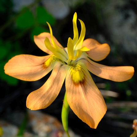 Moraea namaquamontana - 5 Seed Pack