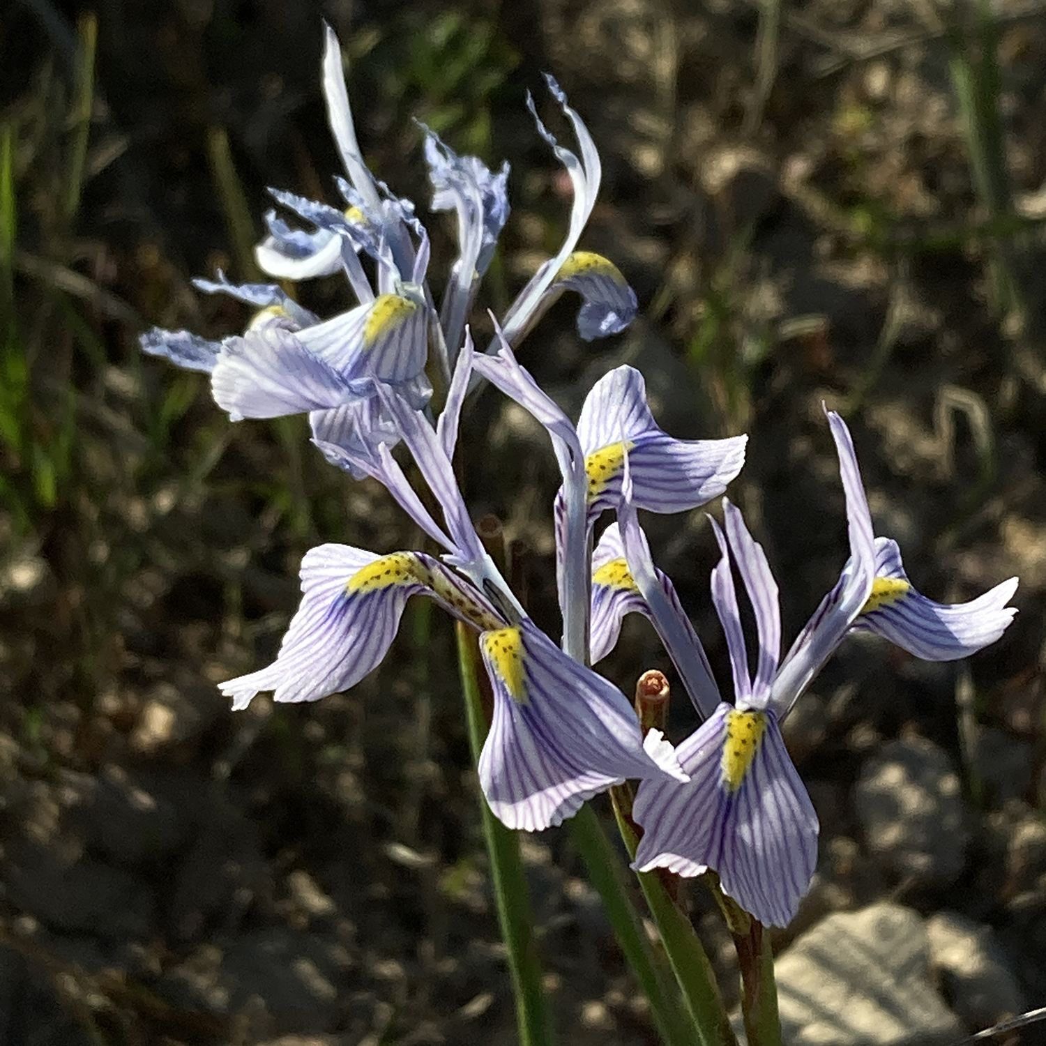 Moraea ogamana - 5 Seed Pack