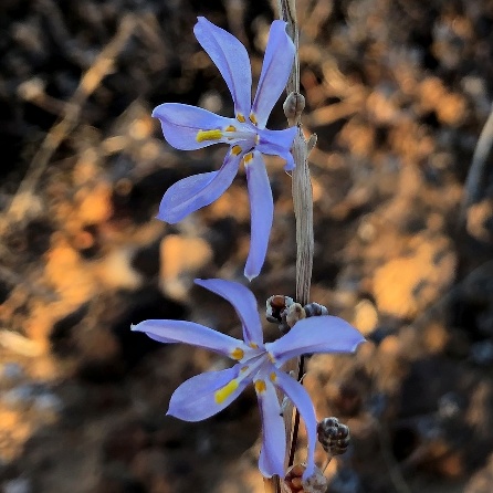 Moraea pseudospicata - 5 Seed Pack