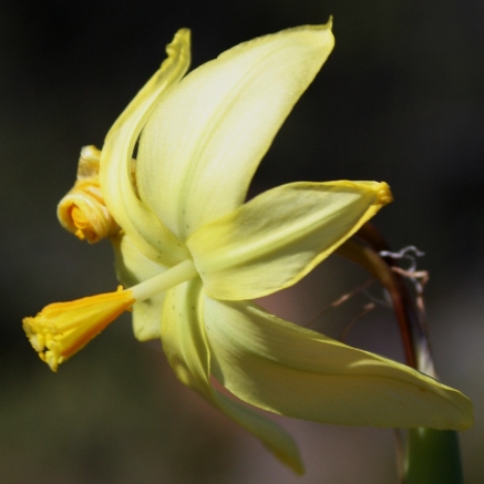 Moraea reflexa (Homeria hantamensis) - Blown Tulip - 5 Seed Pack
