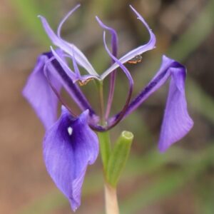 Moraea regalis - Regal Uintjie - 5 Seed Pack