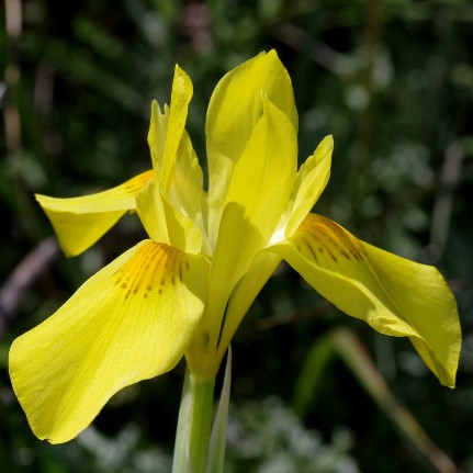 Moraea reticulata - 5 Seed Pack