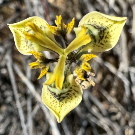 Moraea rivulicola - 5 Seed Pack