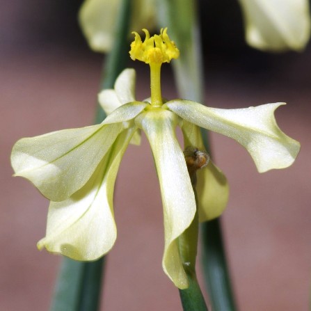 Moraea schlechteri (Homeria schlechteri) - Schlechter's Homeria - 5 Seed Pack