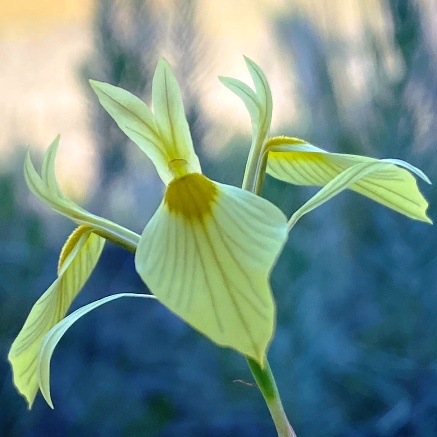 Moraea thomasiae - 5 Seed Pack