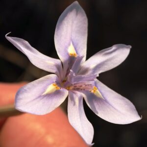Moraea thomsonii - Highveld Tulip - 5 Seed Pack