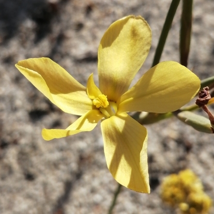 Moraea umbellata (Homeria umbellata) - 5 Seed Pack