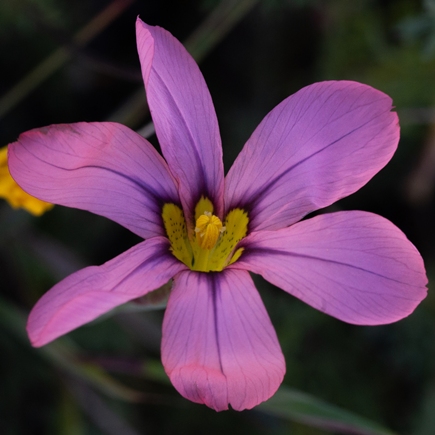 Moraea vallisbelli (Homeria vallisbelli) - Floppy Tulip - 5 Seed Pack - Image 2