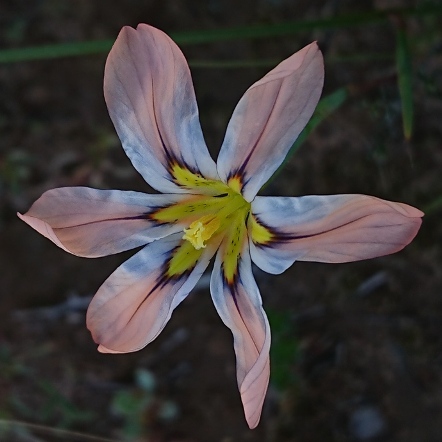 Moraea vallisbelli (Homeria vallisbelli) - Floppy Tulip - 5 Seed Pack - Image 3