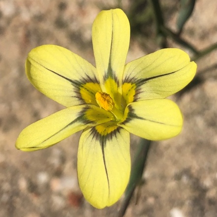 Moraea vallisbelli (Homeria vallisbelli) - Floppy Tulip - 5 Seed Pack - Image 4