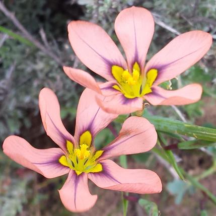 Moraea vallisbelli (Homeria vallisbelli) - Floppy Tulip - 5 Seed Pack - Image 5