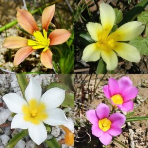 Moraea variabilis (Galaxia variabilis) - Variable Galaxy - 5 Seed Pack