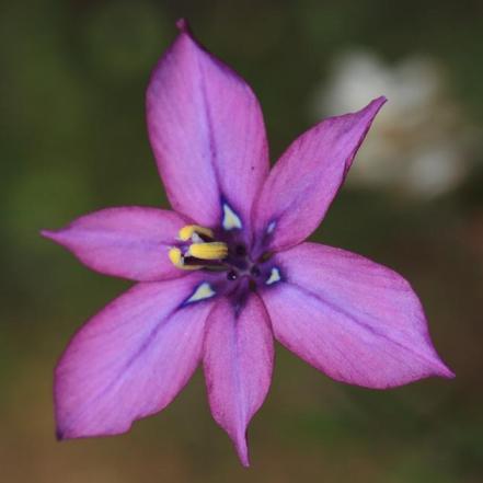 Moraea worcesterensis - Worcester Uintjie - 5 Seed Pack