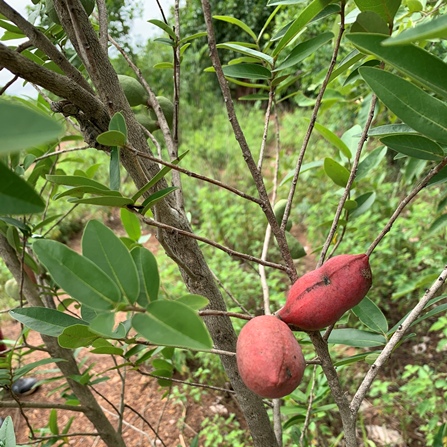 Hexalobus monopetalus - Shakamaplum, Wild Custard Apple; Bastersuikerappel, Shakamapruim - 5 Seed Pack - Image 4