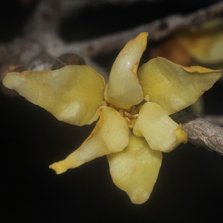Hexalobus monopetalus - Shakamaplum, Wild Custard Apple; Bastersuikerappel, Shakamapruim - 5 Seed Pack - Image 2