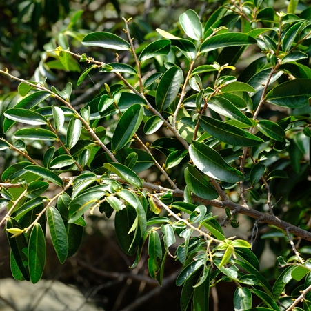 Hexalobus monopetalus - Shakamaplum, Wild Custard Apple; Bastersuikerappel, Shakamapruim - 5 Seed Pack - Image 3