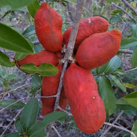 Hexalobus monopetalus - Shakamaplum, Wild Custard Apple; Bastersuikerappel, Shakamapruim - 5 Seed Pack