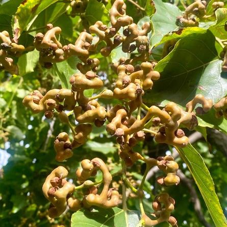 Hovenia dulcis - Japanese Raisin Tree - 5 Seed Pack - Image 3