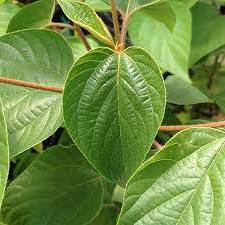 Hovenia dulcis - Japanese Raisin Tree - 5 Seed Pack - Image 4