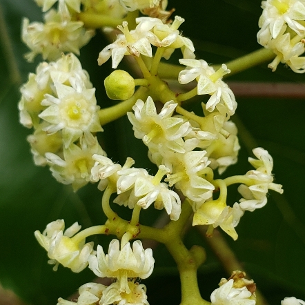 Hovenia dulcis - Japanese Raisin Tree - 5 Seed Pack - Image 5