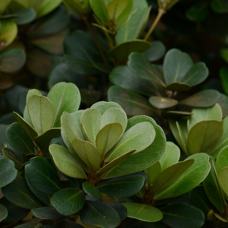 Mimusops afra (Mimusops caffra) - Coast Red Milkwood - 5 Seed Pack - Image 2