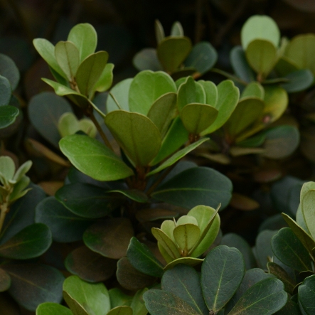 Mimusops afra (Mimusops caffra) - Coast Red Milkwood - 5 Seed Pack - Image 3