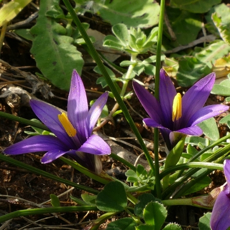 Romulea linaresii ssp. linaresii - 5 Seed Pack