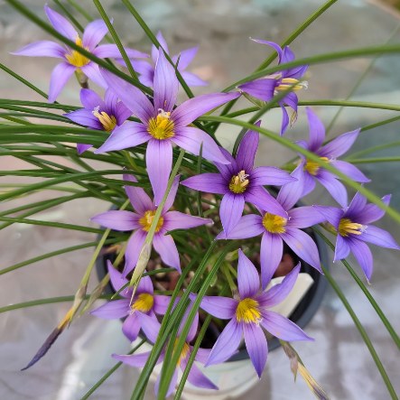 Romulea phoenicia - Phoenician Romulea - 5 Seed Pack