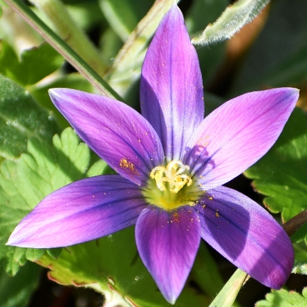 Romulea ramiflora ssp. gaditana - Branched Sand-Crocus - 5 Seed Pack - Image 5