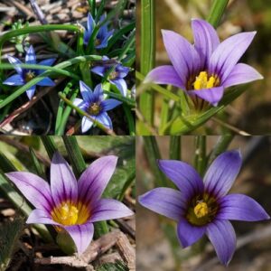 Romulea ramiflora ssp. ramiflora - Branched Sand-Crocus - 5 Seed Pack