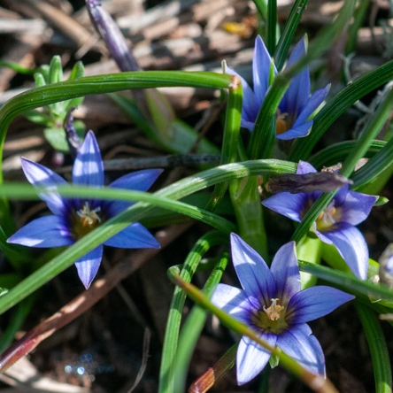 Romulea ramiflora ssp. ramiflora - Branched Sand-Crocus - 5 Seed Pack - Image 6