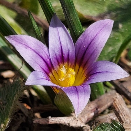 Romulea ramiflora ssp. ramiflora - Branched Sand-Crocus - 5 Seed Pack - Image 3