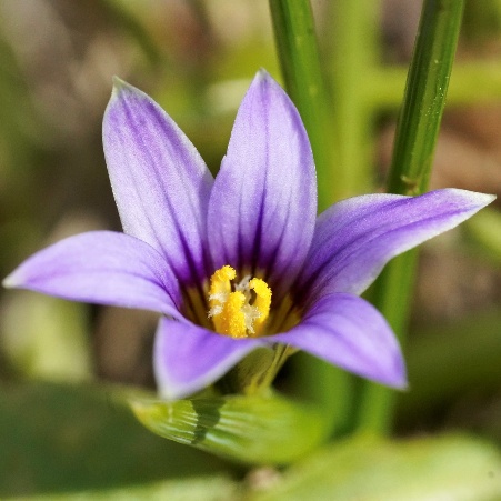 Romulea ramiflora ssp. ramiflora - Branched Sand-Crocus - 5 Seed Pack - Image 4
