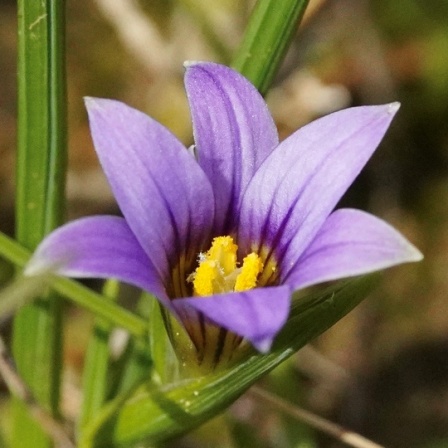 Romulea ramiflora ssp. ramiflora - Branched Sand-Crocus - 5 Seed Pack - Image 5