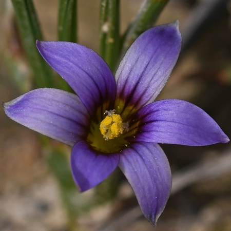 Romulea ramiflora ssp. ramiflora - Branched Sand-Crocus - 5 Seed Pack - Image 2