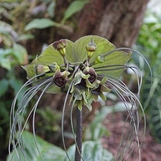 Tacca plantaginea - Green Bat Flower - 5 Seed Pack - Image 2