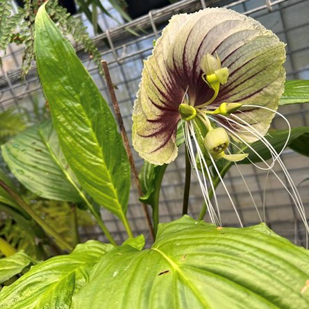 Tacca subflabellata - 5 Seed Pack - Image 2