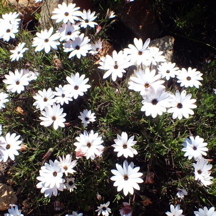 Dimorphotheca acutifolia (Osteospermum acutifolium) - Pointed Rain Daisy - 5 Seed Pack - Image 2