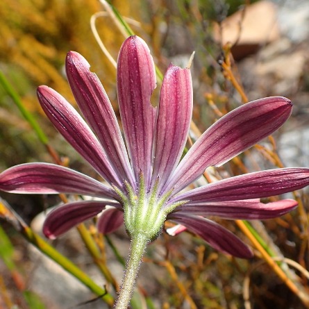 Dimorphotheca acutifolia (Osteospermum acutifolium) - Pointed Rain Daisy - 5 Seed Pack - Image 3