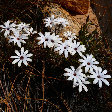 Dimorphotheca acutifolia (Osteospermum acutifolium) - Pointed Rain Daisy - 5 Seed Pack - Image 4