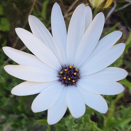 Dimorphotheca acutifolia (Osteospermum acutifolium) - Pointed Rain Daisy - 5 Seed Pack - Image 5