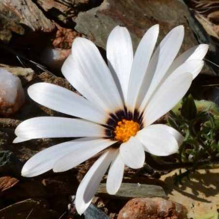 Dimorphotheca pinnata (Osteospermum pinnatum) - Jackal Daisy; Jakkalsbietou - 5 Seed Pack - Image 2