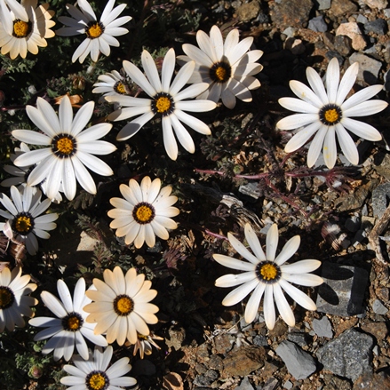 Dimorphotheca pinnata (Osteospermum pinnatum) - Jackal Daisy; Jakkalsbietou - 5 Seed Pack - Image 3