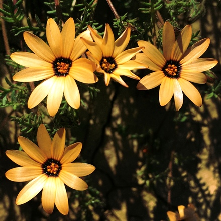 Dimorphotheca pinnata (Osteospermum pinnatum) - Jackal Daisy; Jakkalsbietou - 5 Seed Pack - Image 4