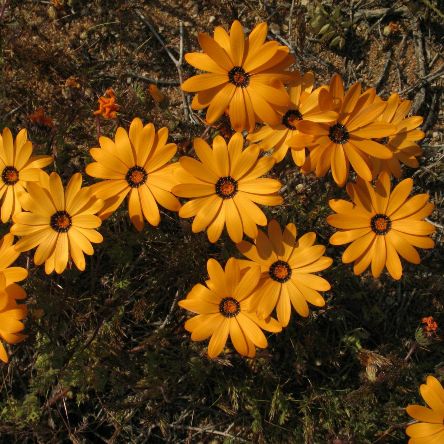 Dimorphotheca pinnata (Osteospermum pinnatum) - Jackal Daisy; Jakkalsbietou - 5 Seed Pack - Image 5