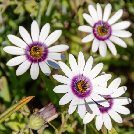 Dimorphotheca Pluvialis (Calendula Decurrens) - Ox-eye Daisy ...